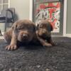 Chocolate/Silver Lab puppies