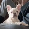 Female Platinum AKC Full Visual Fluffy French Bulldog Puppies