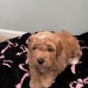 F1B Goldendoodle pup