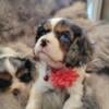 AKC Cavalier King Charles Spaniel puppies