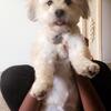 Rehoming 6 year old mix dog small