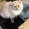 Beautiful cream male persian