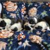 Dual Registered English Shepherd pups for sale