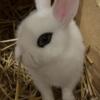 Bunny hotot male bunny