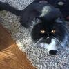 CFA Persian - Black & White Female