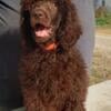 Miniature Female Poodle Puppies Available 