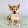 AKC SHIBA INU PUPPIES - READY NOW