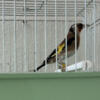 European Goldfinch birds