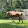 15.1 hd 20 yr old mare- family horse- light riding