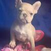 Adorable French bulldog George