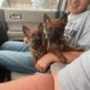 Belgian Malinois/German Shepherd Puppies