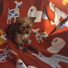 Yorkie Puppies