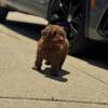 Poodle