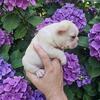 Mini french bulldog (male)
