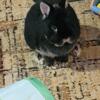 Netherland Dwarf Rabbit