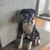 3 Year Old Male Boxer