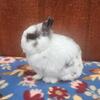Broken Sable point Netherland dwarf buck 