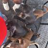 Rehoming