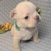 (Green) Ziggy