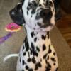 2 year old male Dalmatian