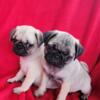 PUREBRED PUG PUPPIES -READY TODAY