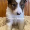 Sheltie puppies Shetland Sheepdogs AKC Ready 4 there 4 Ever Homes on March 8,24 countryshelties.com