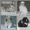 PUREBRED HOLLAND LOPS