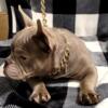 Micro American Bully 5 month old female. Prefer pet homes.