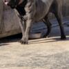 Cane Corso Solid Black Female 2 Years Old