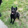 1 year old female Cane corso