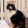 Female cat needs home