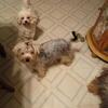 Yorkshire Terrier  Female Puppy Ready for loving Home