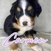 AKC Bernese Mountain Dogs