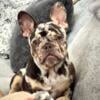 AKC Female Puppy - French Bulldog