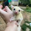 Leu Female and Platinum mosaic male sugar gliders