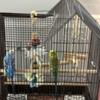 Parakeets and cage looking for new home