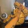 Ball python for sale