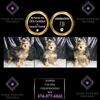 Adorable Mini Goldendoodles ready for their forever home!