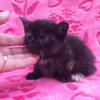 Munchkin kittens near Austin, TX