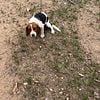 Beagle Pup 4 Sale