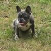 AKC registration 1 Male French bulldog and 1 female looking for a good home Located in Metro Atlanta