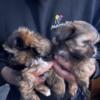 Shirking puppies, 8 wks , Brunswick, one female leftAa