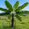 Young (Pup) Banana Trees