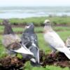 Roller Pigeon Kits - Young Weaned Roller Kits