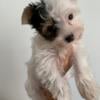 Parti Yorkie Babies Looking For A Home!