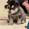 Alaskan Malamute (AM) Puppies