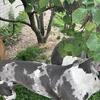Blue Harlequin Dane needs home
