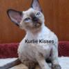 TICA Devon Rex Female Kittens Looking for Love Exp. Small In-Home Breeder w/References