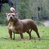 Adult female bully