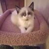 Ragdoll kitten 14 weeks